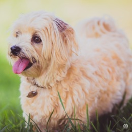 Your furry friend deserves the best in Bethesda too! Take a look at our website to learn more about everything Upstairs at Bethesda Row has to offer. #UpstairsAtBethesdaRow #BethesdaMD #BethesdaApartments #LiveGreystar Instagram post from @upstairsbethesda on July 15, 2024 17:47:12pm